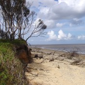 Natural erosion of the cliffs is unavoidable on the East coast (Benacre Wood, Suffolk).