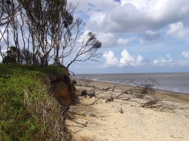 Natural erosion of the cliffs is unavoidable on the East coast (Benacre Wood, Suffolk).