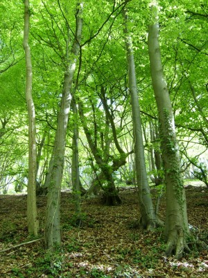 Woodland landscape.