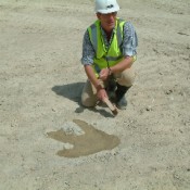 Close-up of the Megalosaurus footprint at Ardley Quarry.