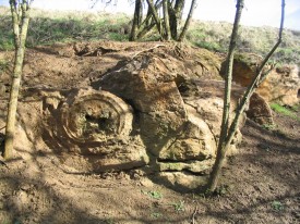 Nodules in the Kellaways Sand, South Cerney.