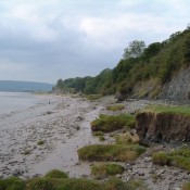 Varied fossil assemblage at Hock Cliff, River Severn