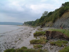 Varied fossil assemblage at Hock Cliff, River Severn.